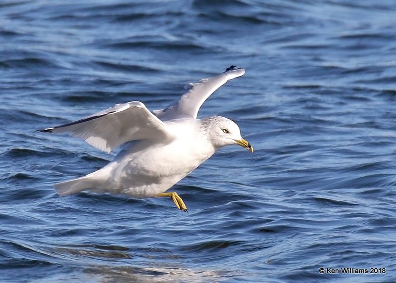 Ring-billed Gull non-breading adult, Oklahoma Co, OK, 1-20-18, Jta_20318.jpg