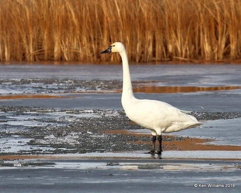 Tundra Swan,  Pawnee Co, OK, 1-19-18, Jta_19357.jpg