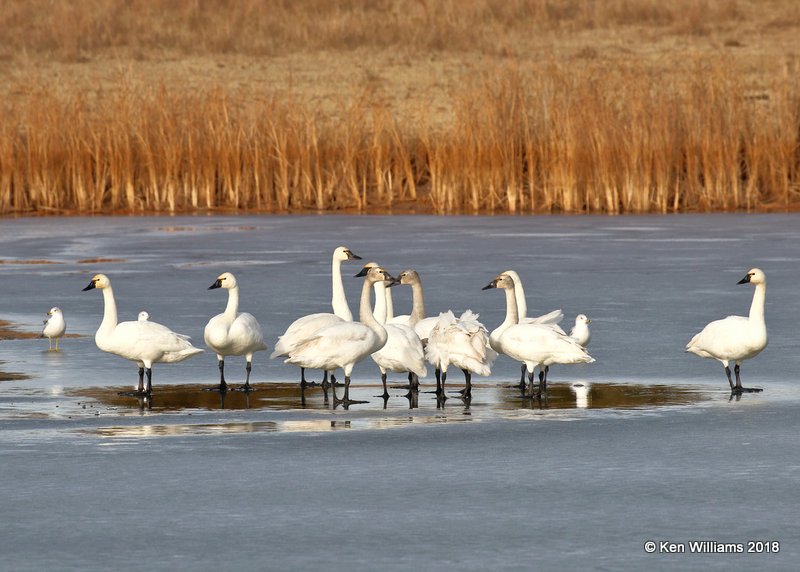 Tundra Swans,  Pawnee Co, OK, 1-19-18, Jta_19333.jpg