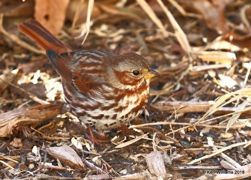 Fox Sparrow, Rogers Co yard, OK, 1-17-18, Jta_18761.jpg