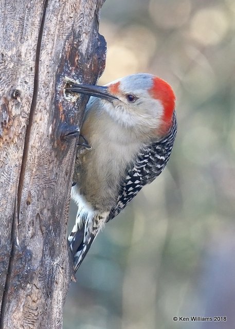 Red-bellied Woodpecker female, Rogers Co yard, OK, 1-18-18, Jta_18836.jpg