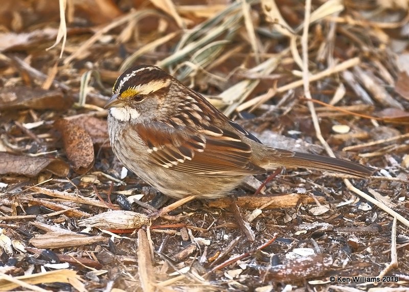 White-throated Sparrow, Rogers Co yard, OK, 1-17-18, Jta_18708.jpg