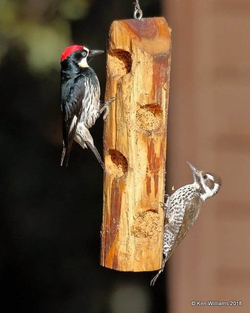 Acorn Woodpecker top & Arizona Woodpecker female, Madera Canyon, AZ, 2-10-18, Jta_61074.jpg