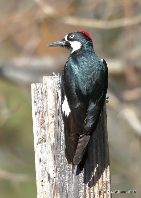 Acorn Woodpecker, Madera Canyon, AZ, 2-10-18, Jta_61182.jpg
