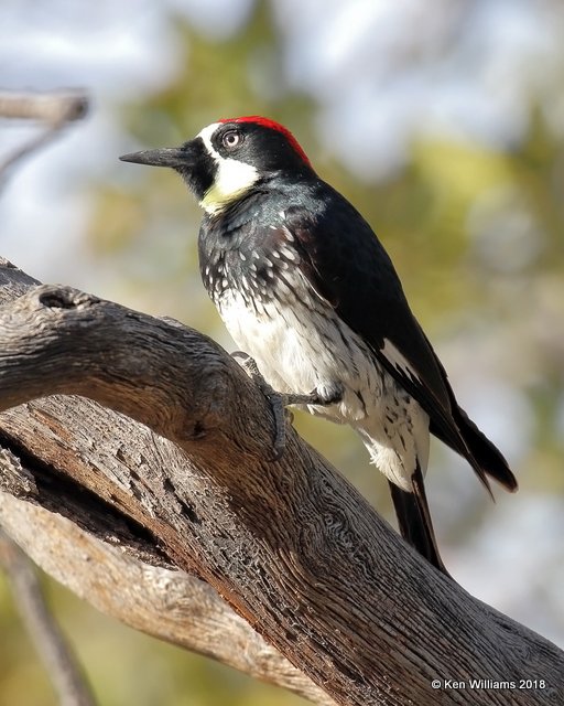 Acorn Woodpecker, Madera Canyon, AZ, 2-10-18, Jta_61751.jpg