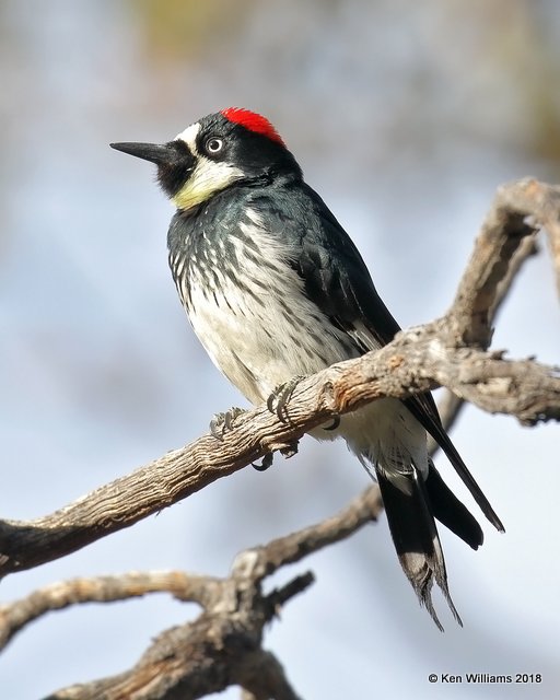 Acorn Woodpecker, Madera Canyon, AZ, 2-10-18, Jta_61829.jpg