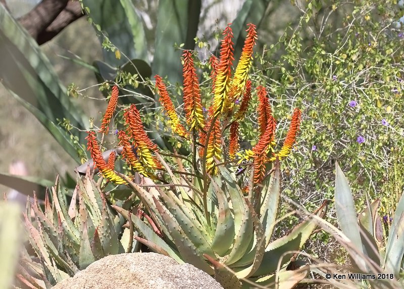 Aloe, Desert Botanical Garden, Phoenix, AZ, 2-5-18, Jta_58541.jpg