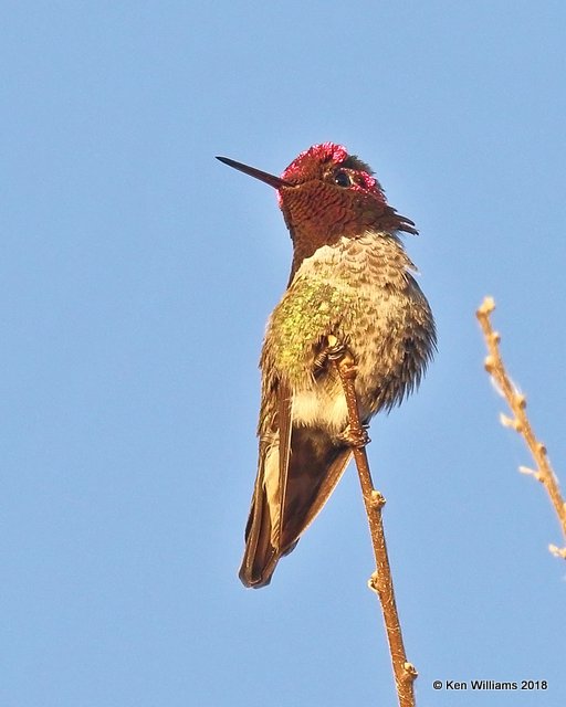 Anna's Hummingbird male, Gilbert Water Ranch, AZ, 2-5-18, Jta_58804.jpg