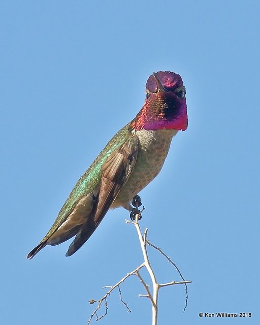 Anna's Hummingbird male, Gilbert Water Ranch, AZ, 2-7-18, Jta_59925.jpg