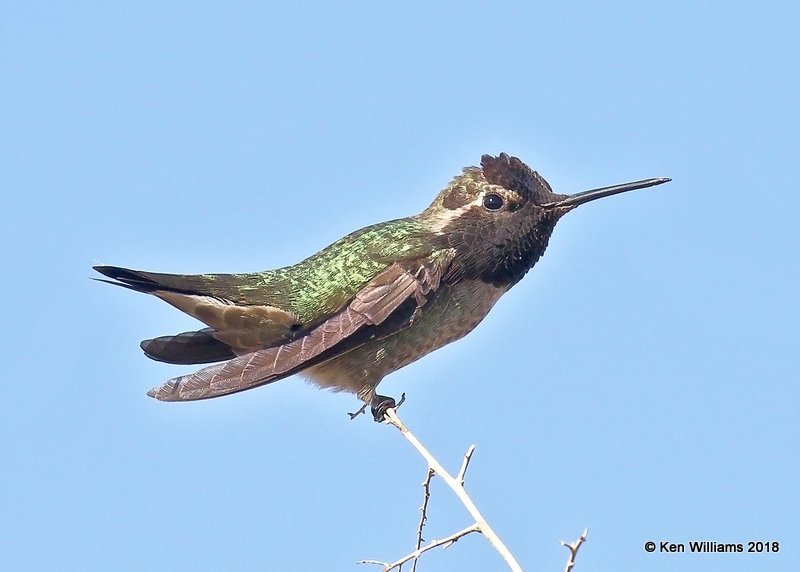 Anna's Hummingbird male, Gilbert Water Ranch, AZ, 2-7-18, Jta_59927.jpg