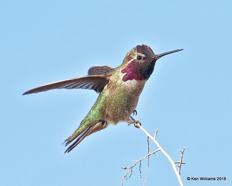 Anna's Hummingbird male, Gilbert Water Ranch, AZ, 2-7-18, Jta_59937.jpg