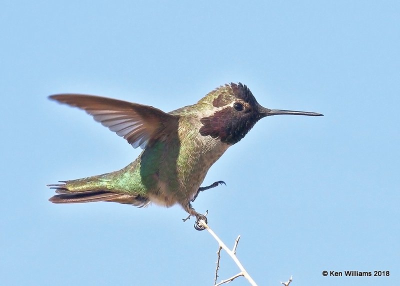 Anna's Hummingbird male, Gilbert Water Ranch, AZ, 2-7-18, Jta_59943.jpg