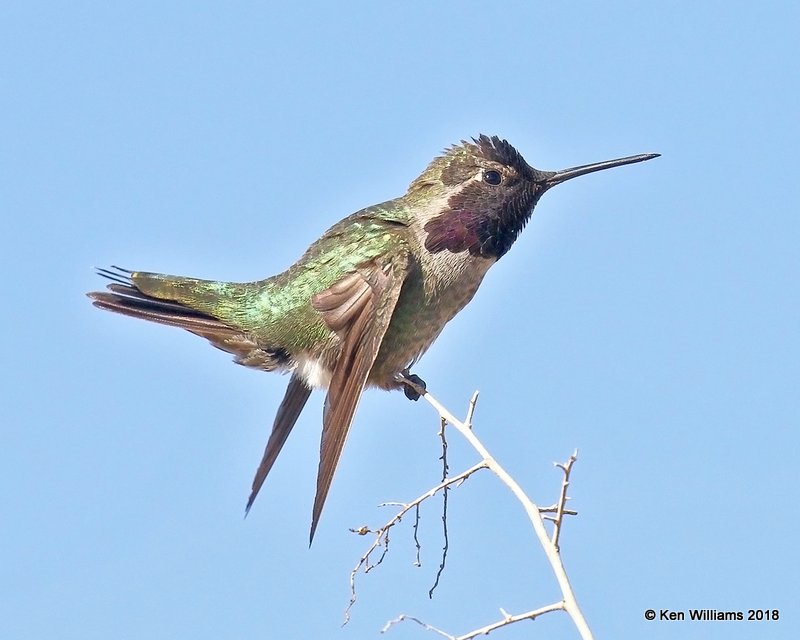 Anna's Hummingbird male, Gilbert Water Ranch, AZ, 2-7-18, Jta_59953.jpg