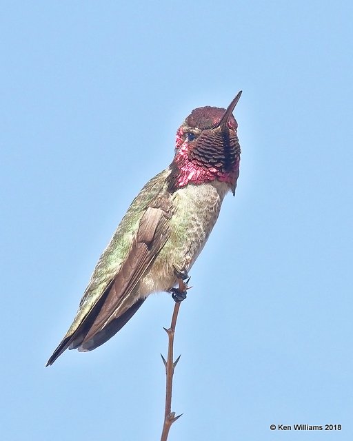 Anna's Hummingbird male, Gilbert Water Ranch, AZ, 2-7-18, Jta_59958.jpg