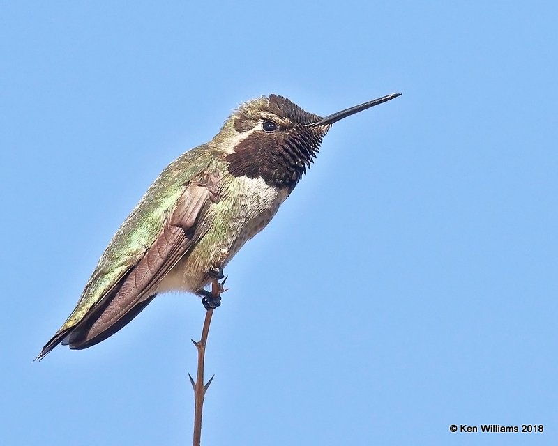 Anna's Hummingbird male, Gilbert Water Ranch, AZ, 2-7-18, Jta_59961.jpg
