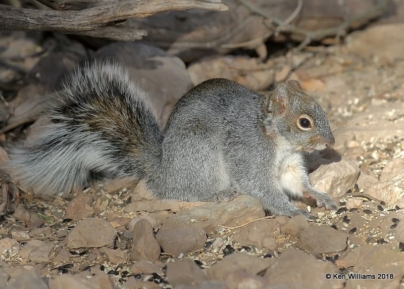 Arizona Gray Squirrel, Ash Canyon B&B, AZ, 2-12-18, Jta_64031.jpg