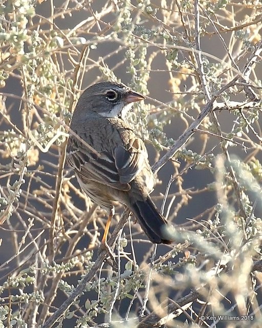 Bell's Sparrow, Buckeye, AZ, 2-4-18, Jta_57573.jpg