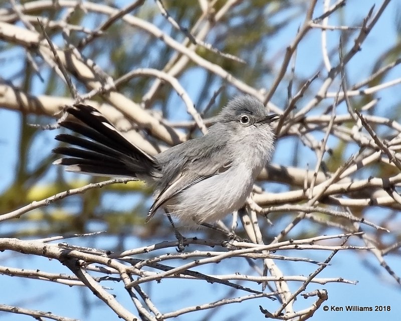 Black-tailed Gnatcatcher, Tucson, AZ, 2-9-18, Jta_60653.jpg