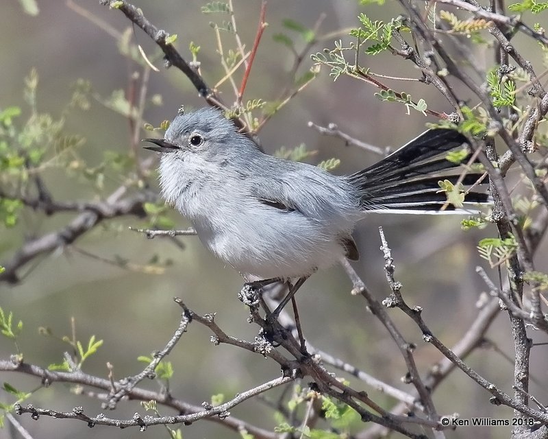 Black-tailed Gnatcatcher, Tucson, AZ, 2-9-18, Jta_60683.jpg