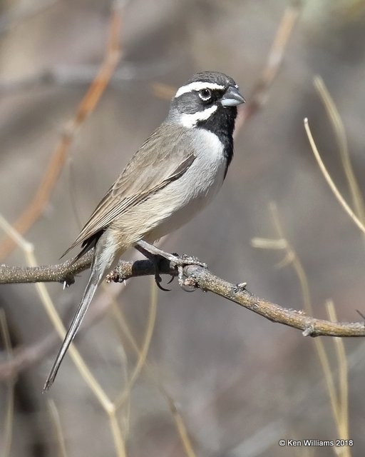 Black-throated Sparrow, Tucson, AZ, 2-9-18, Jta_60552.jpg