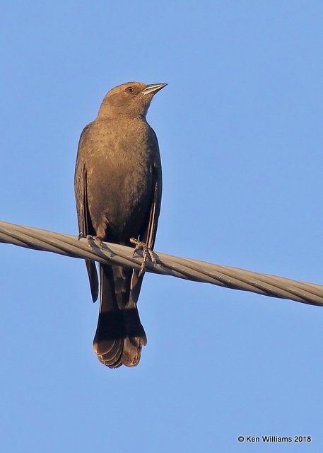 Brewer's Blackbird female, Tucson, AZ, 2-7-18, Jta_60196.jpg