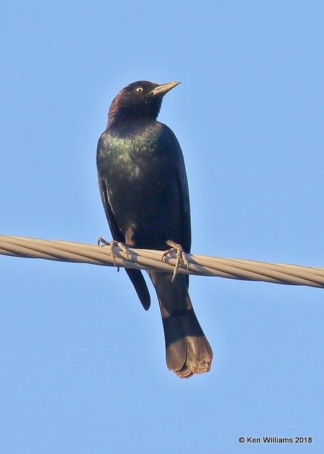 Brewer's Blackbird male, Tucson, AZ, 2-7-18, Jta_60195.jpg