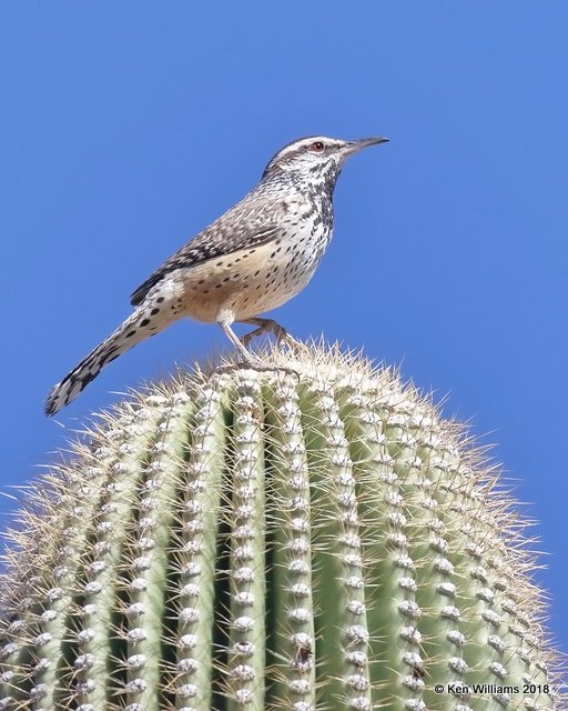 Cactus Wren, Tucson, AZ, 2-9-18, Jta_60606.jpg