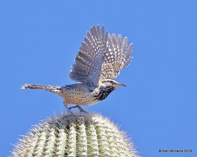 Cactus Wren, Tucson, AZ, 2-9-18, Jta_60607.jpg