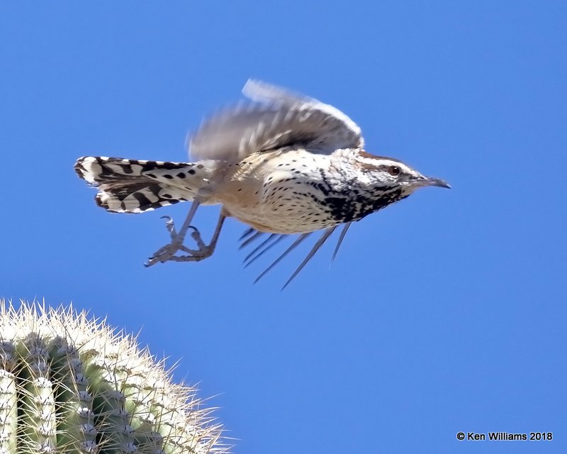Cactus Wren, Tucson, AZ, 2-9-18, Jta_60608.jpg