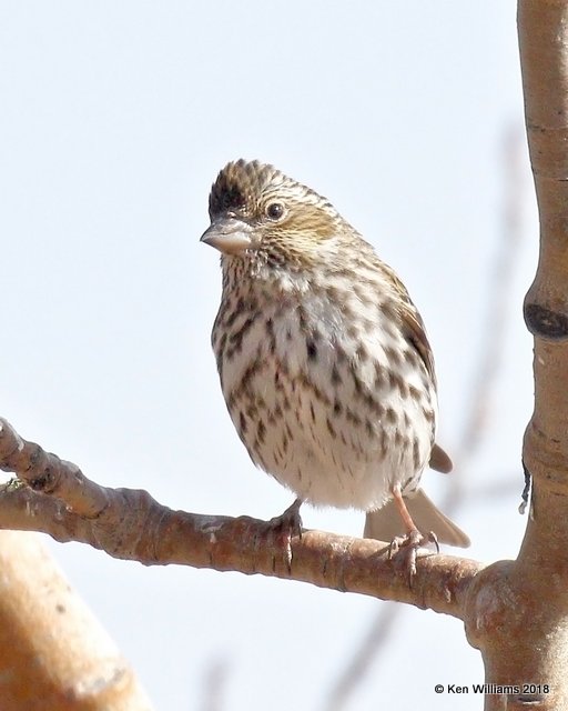Cassin's Finch female,Sandia Peak NM, 2-1-18, Jta_55907.jpg