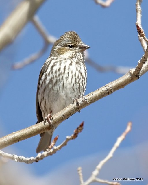 Cassin's Finch female,Sandia Peak NM, 2-1-18, Jta_55930.jpg