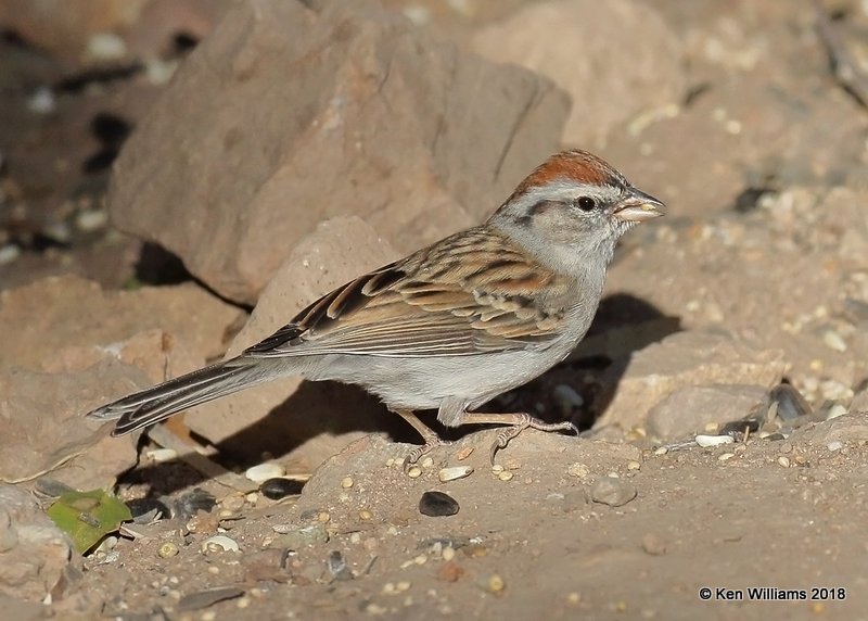 Chipping Sparrow, Ash Canyon B&B, AZ, 2-12-18, Jta_64068.jpg