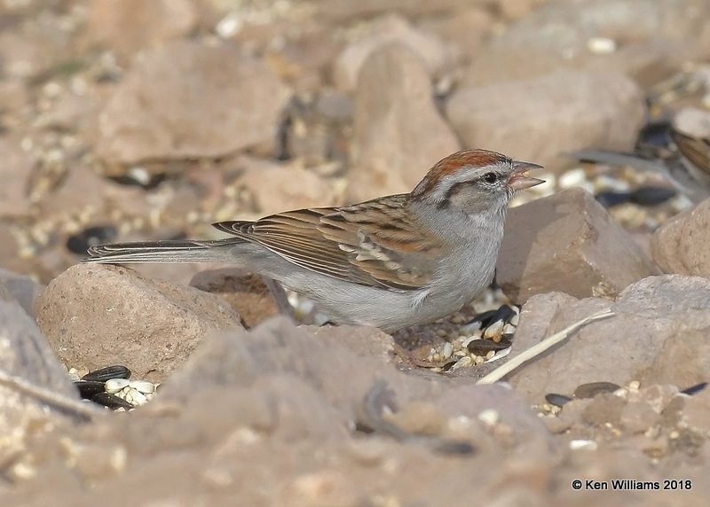 Chipping Sparrow, Ash Canyon B&B, AZ, 2-12-18, Jta_64076.jpg