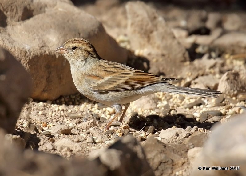 Chipping Sparrow, Ash Canyon B&B, AZ, 2-12-18, Jta_64901.jpg
