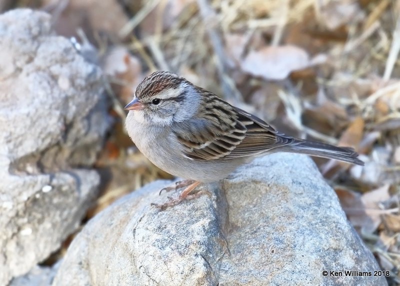 Chipping Sparrow, Madera Canyon, AZ, 2-10-18, Jta_61484.jpg