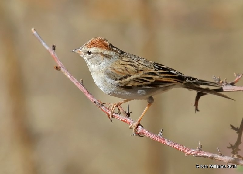 Chipping Sparrow, Madera Canyon, AZ, 2-10-18, Jta_61534.jpg
