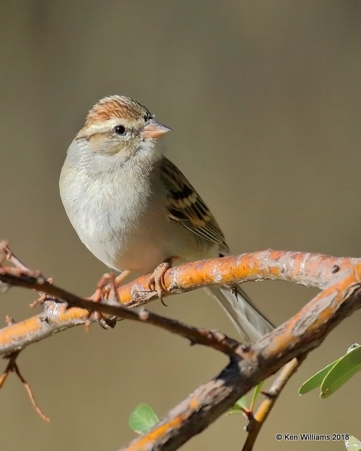 Chipping Sparrow, Madera Canyon, AZ, 2-10-18, Jta_61646.jpg
