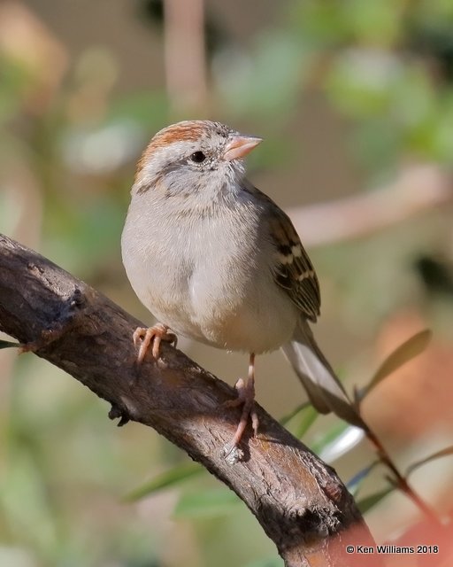 Chipping Sparrow, Madera Canyon, AZ, 2-10-18, Jta_61705.jpg