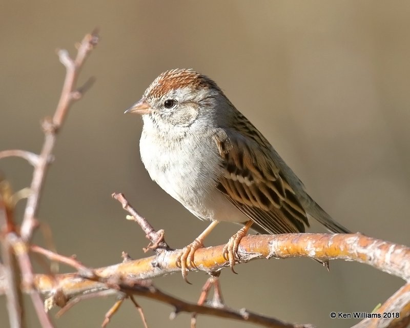Chipping Sparrow, Madera Canyon, AZ, 2-10-18, Jta_61735.jpg