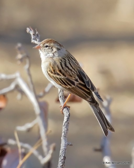 Chipping Sparrow, Madera Canyon, AZ, 2-10-18, Jta_61781.jpg