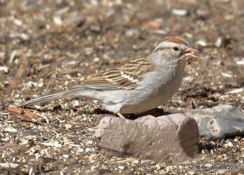 Chipping Sparrow, Paton Center, Patagonia, AZ, 2-11-18, Jta_63762.jpg