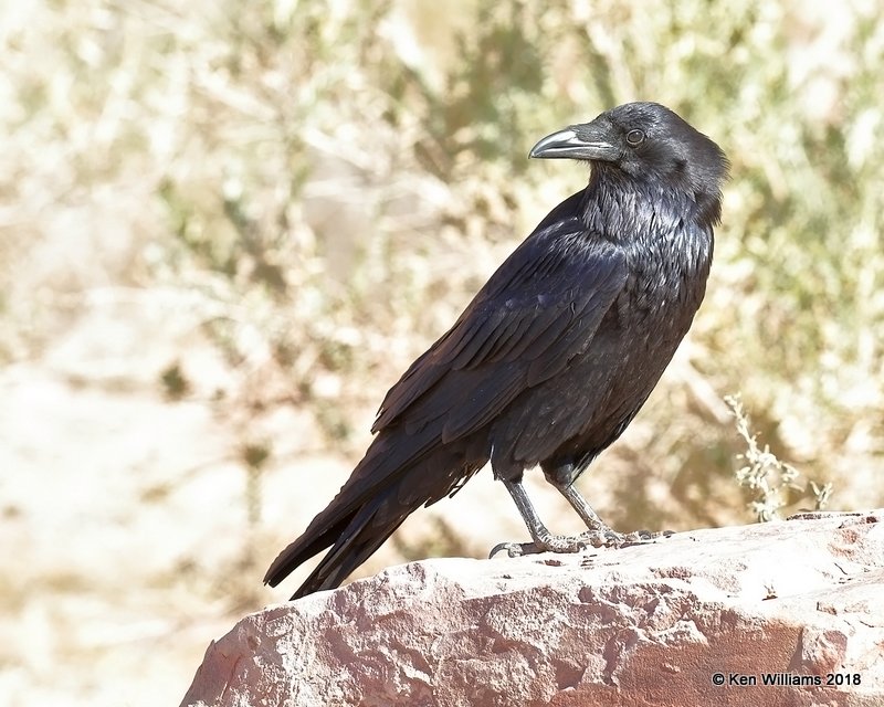 Common Raven, Lee's Ferry, AZ, 2-2-18, Jta_56760.jpg