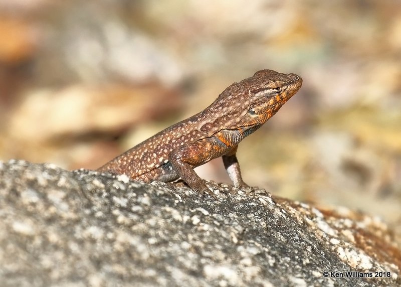 Common Side-Blotched Lizard, Desert Botanical Garden, Phoenix, AZ, 2-5-18, Jta_58445.jpg