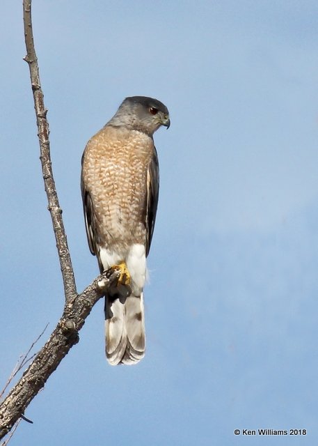 Cooper Hawk, Bosque del Apache, NM, 2-13-18, Jta_65146.jpg
