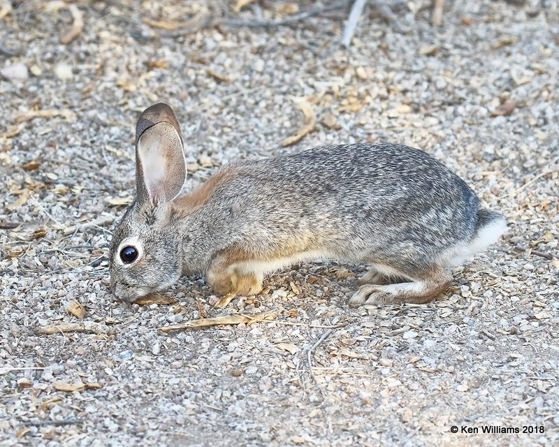 Desert Cottontail, Gilbert Water Ranch, AZ, 2-5-18, Jta_58715.jpg