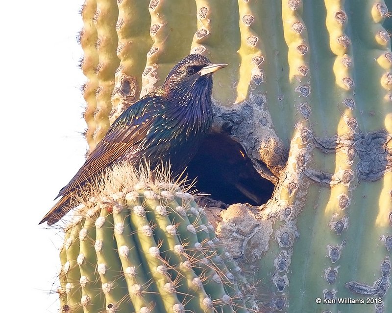 European Starling, Gilbert Water Ranch, AZ, 2-5-18, Jta_58831.jpg