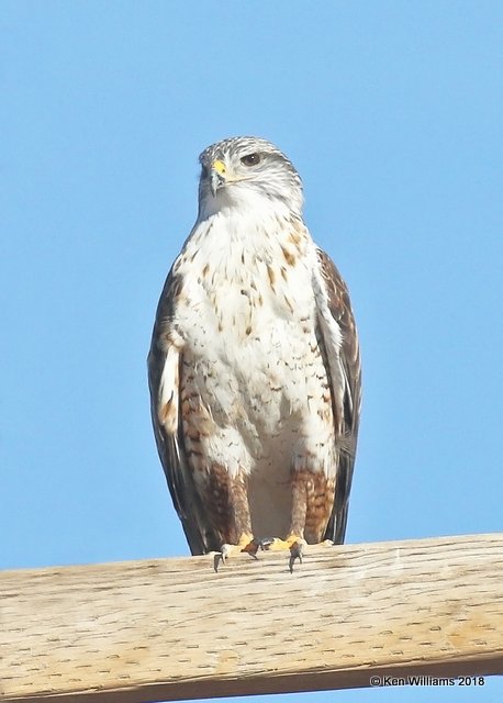 Ferruginous Hawk, Buckeye, AZ, 2-4-18, Jta_57528.jpg