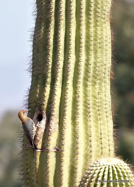 Gila Woodpecker male, Desert Botanical Garden, Phoenix, AZ, 2-5-18, Jta_58426.jpg