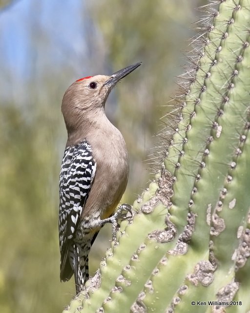 Gila Woodpecker, Tucson, AZ, 2-9-18, Jta_60625.jpg
