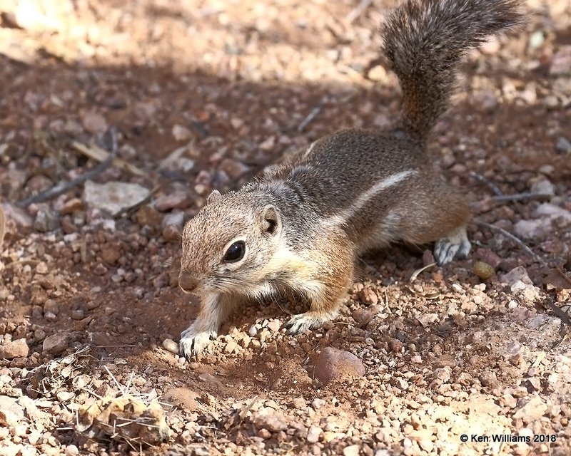 Harris's Antelope Ground Squirrel, Desert Botanical Garden, Phoenix, AZ, 2-5-18, Jta_58401.jpg